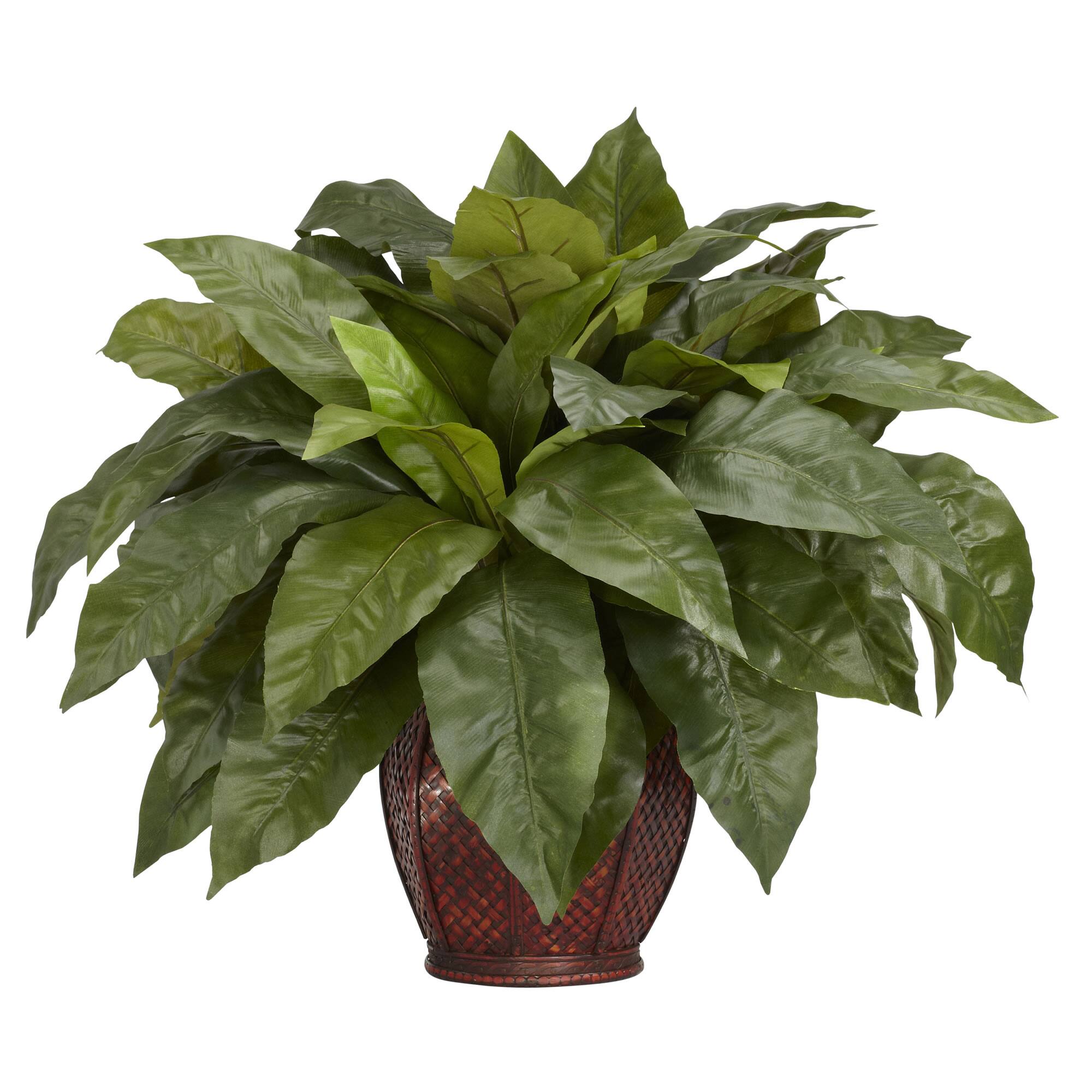 23'' Birds Nest Fern with Woven Brown Vase